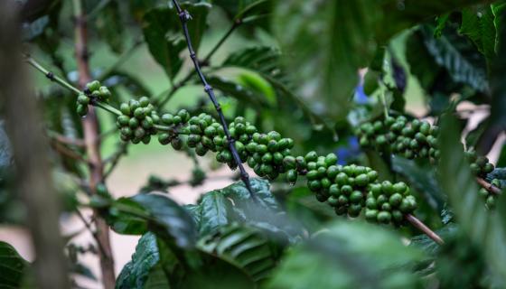 IL PROGETTO MWANYI DI CAFFÈ BORBONE E OFI